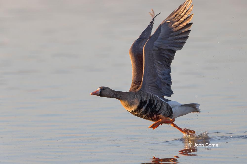 Anser albifrons;Flying Bird;Greater White-fronted Goose;One;Photography;White-fronted Goose;action;active;aloft;avifauna;behavior;bird;birds;color image;color photograph;feather;feathered;feathers;flight;fly;flying;in flight;motion;movement;natural;nature;one animal;outdoor;outdoors;soar;soaring;wild;wilderness;wildlife;wing;winged;wings